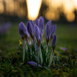 Close-up of purple crocus flowers on field