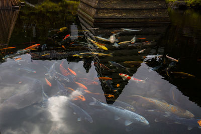 View of koi fish in water