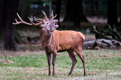 Deer in a field