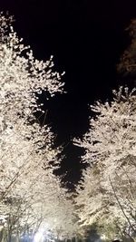 Low angle view of trees at night