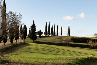 Panoramic shot of trees on field against sky