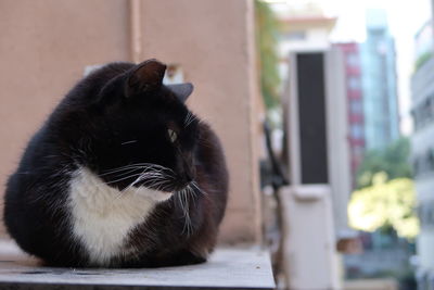 Close-up of a cat looking away