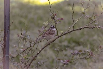 Bird perching on a tree