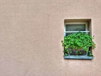 Close-up of ivy on window sill