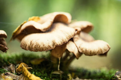 Close-up of mushroom growing on field