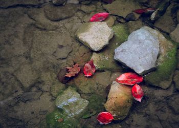 High angle view of red rose on rock