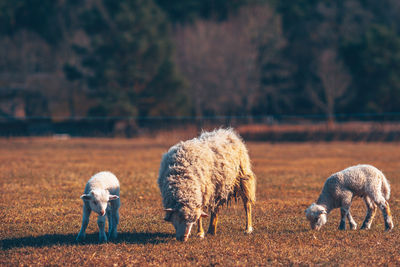 Sheep grazing in a field