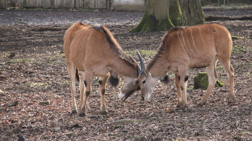 Deer standing in a field