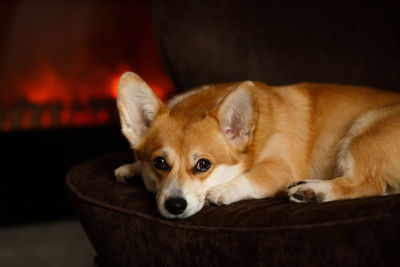 A cute corgi dog lies on the sofa by fireplace enjoying the warmth and comfort