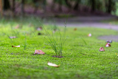 Close-up of flowering plants on land