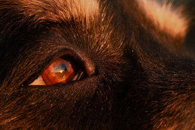 Close-up of cat eye