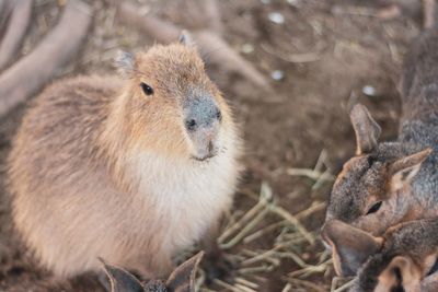 Close-up of an animal on field