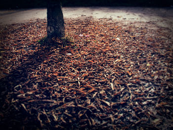 Close-up of tree trunk