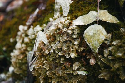 Close-up of mushroom growing on rock