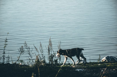 Dog standing at lakeshore