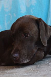 Close-up of dog lying on floor