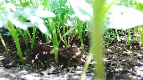 Close-up of plant growing on grassy field