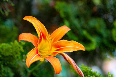 Close-up of orange day lily