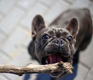 Close-up portrait of a dog