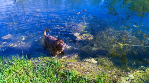 High angle view of brown dog in lake