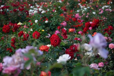 Red flowers blooming in garden