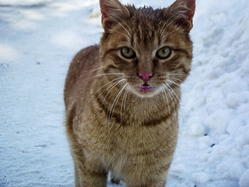 Portrait of cat on snow