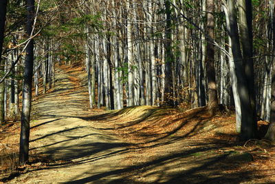 Trees in forest