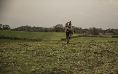 View of a dog running on field