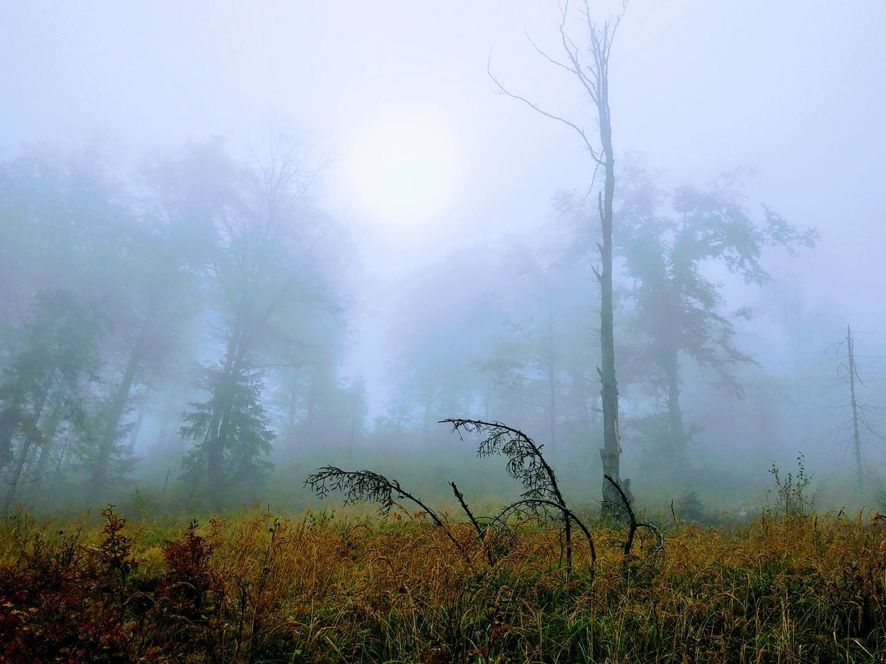 plant, tree, fog, beauty in nature, tranquil scene, tranquility, scenics - nature, nature, growth, land, environment, no people, non-urban scene, sky, day, idyllic, landscape, outdoors, forest, sun, hazy