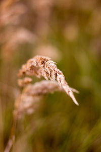 Closeup of a grass blossom in the autumn