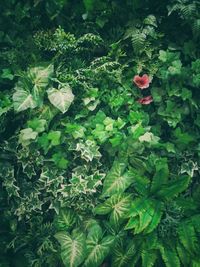 Bunch of flowers and plants