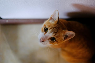 Close-up portrait of a cat