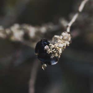 Close-up of insect on flower