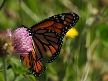 Close-up of butterfly pollinating on flower