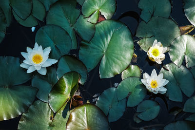 Close-up of plants