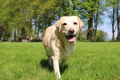 Portrait of a dog on grassland