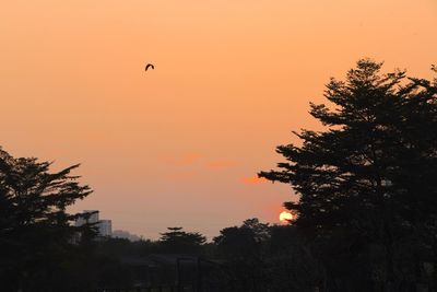 Low angle view of silhouette bird flying against orange sky
