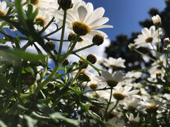 Close-up of white daisy flowers