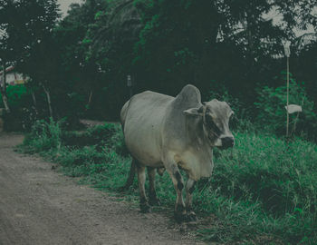 Horse standing in a field