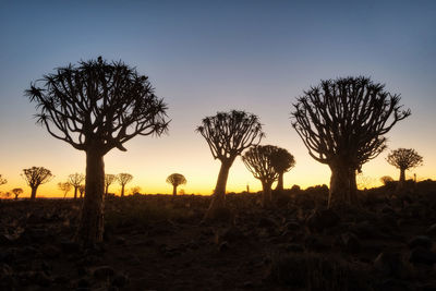 Quiver tree forest in southern namibia taken in january 2018