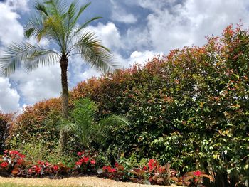 Low angle view of flowering plants against sky