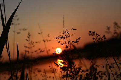 Close-up of silhouette plant against orange sky during sunset