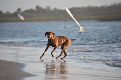 Dog on beach against sky