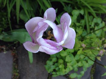 Close-up of pink flowers