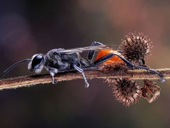 Close-up of insect on twig