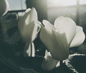 Close-up of white rose