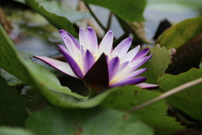 Close-up of purple water lily