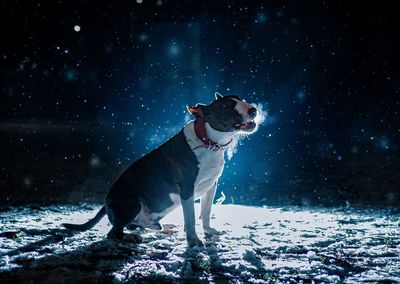 Dog on snow covered land