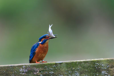 Bird with fish in beak