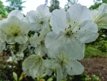 Close-up of white flowering plant